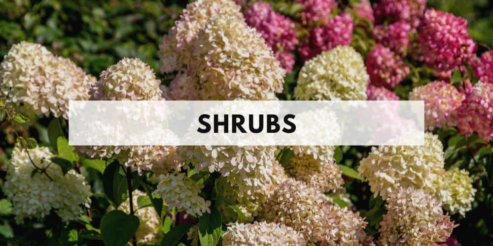 shrubs