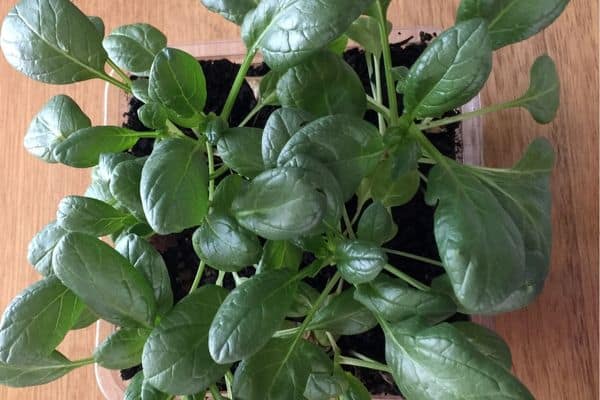 spinach seedlings