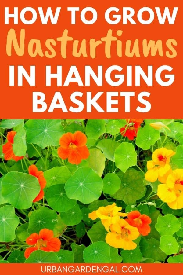 growing nasturtiums in hanging baskets