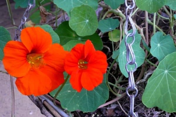 hanging basket nasturtiums