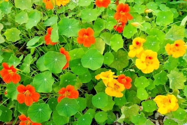 nasturtium flower baskets