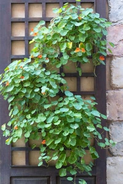 nasturtiums in hanging pots