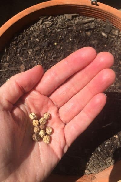 planting nasturtium seeds