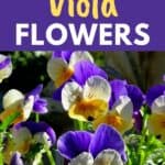 growing edible violas