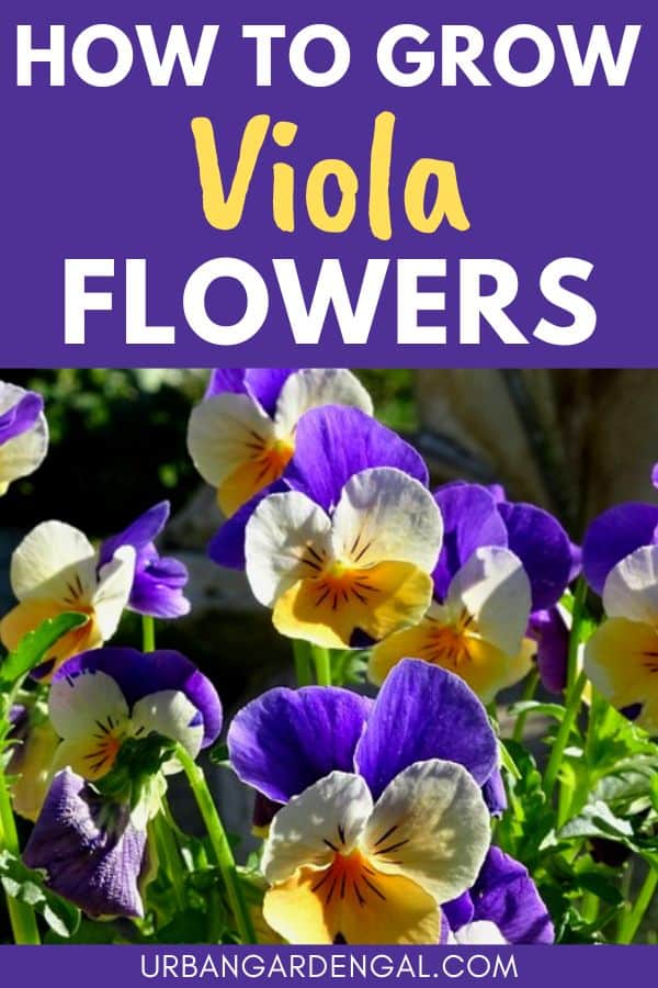 how to grow viola flowers