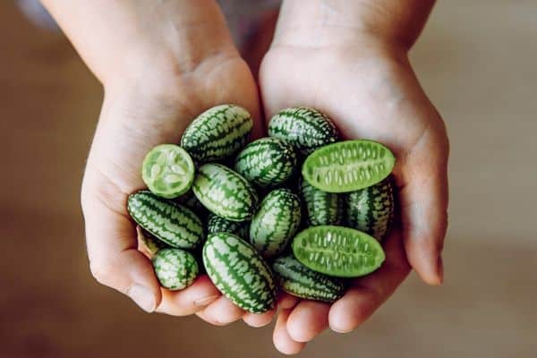 child holding cucamelons