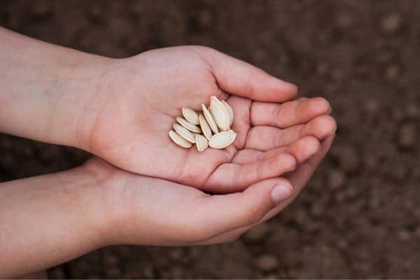 child holding pumpkin seeds