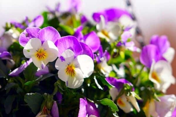 edible viola flowers