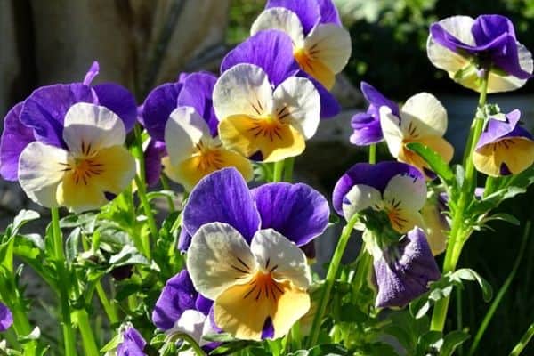 growing viola flowers