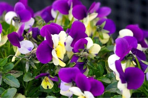 viola flowers