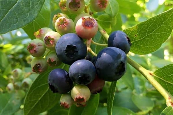 blueberry bush