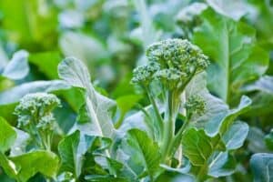 Read more about the article How to Grow Broccoli in a Small Garden