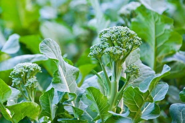 broccoli in a small garden