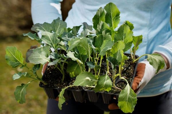 broccoli seedlings