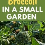 growing broccoli in a small garden