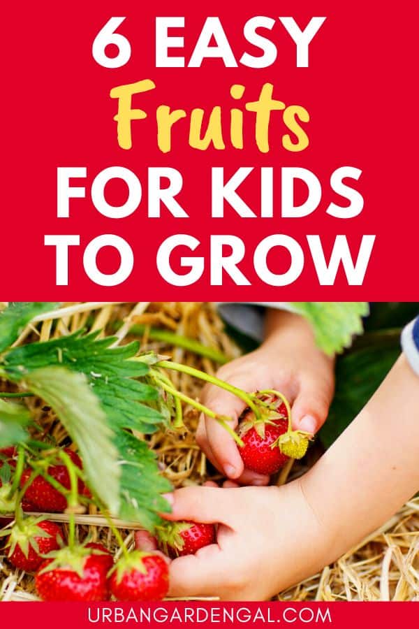 easy fruits for kids to grow