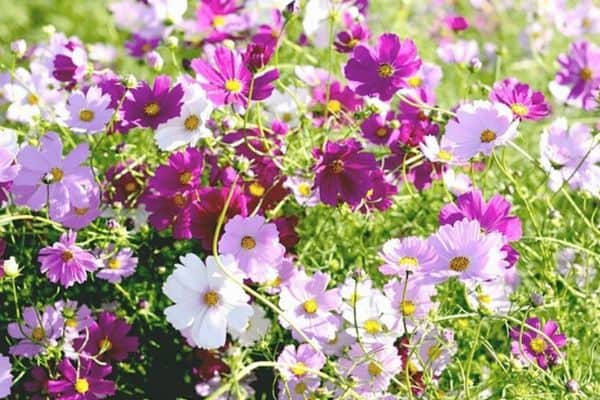 cosmos flowers