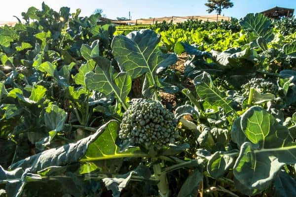 growing broccoli