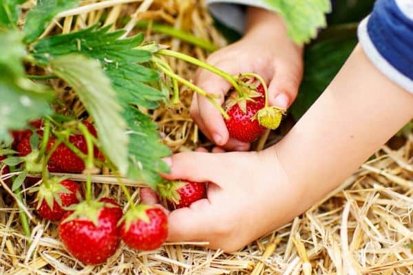 kid picking strawberries