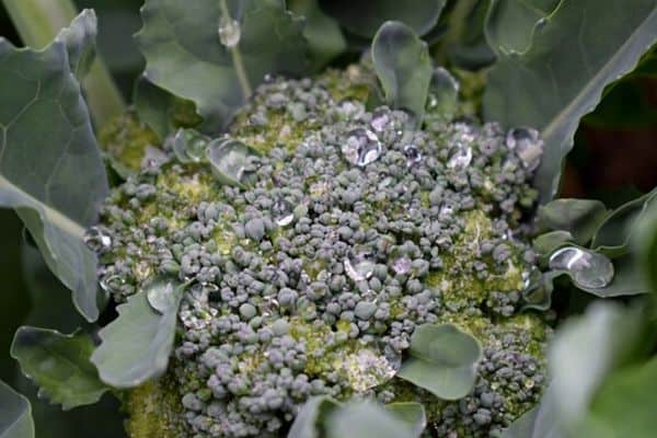 small broccoli plant