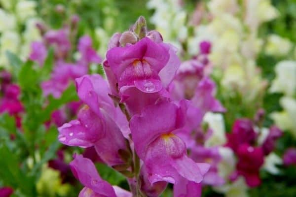 snapdragon flowers