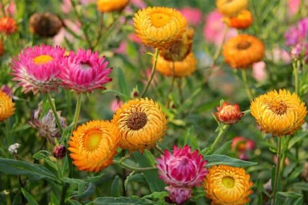 strawflowers