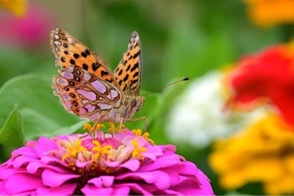 zinnia flowers