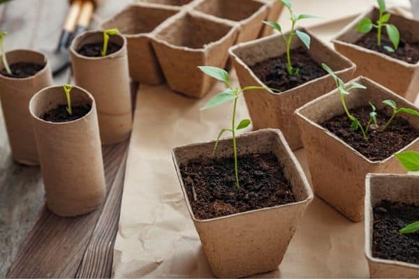 biodegradable plant pots