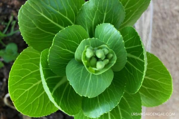 bok choy plant bolting