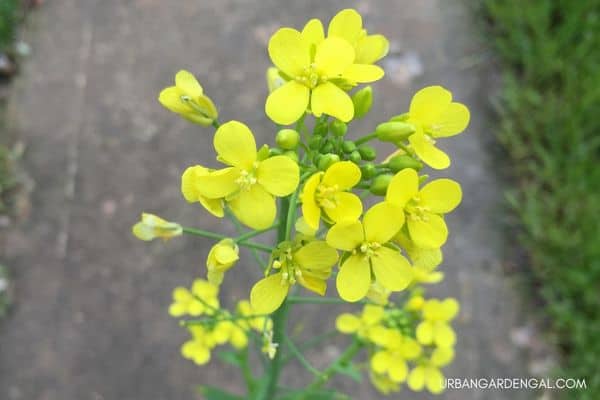 bok choy flowers