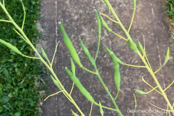 bok choy seed pods