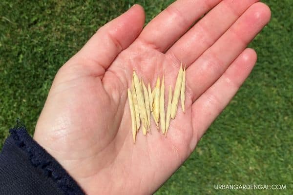 bok choy seed pods