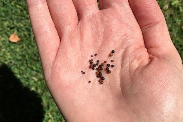 bok choy seeds