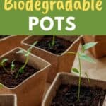 plants in biodegradable pots