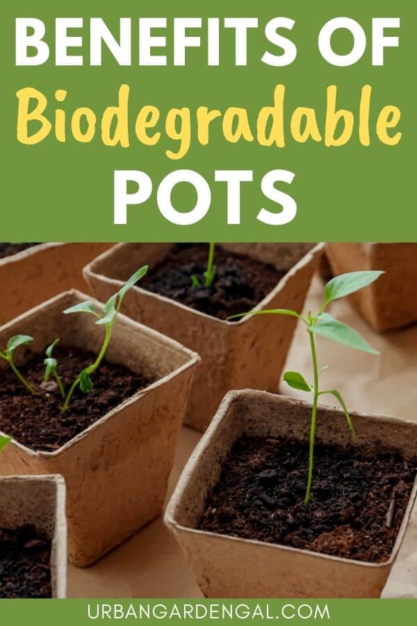 using biodegradable pots