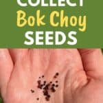 collecting bok choy seeds