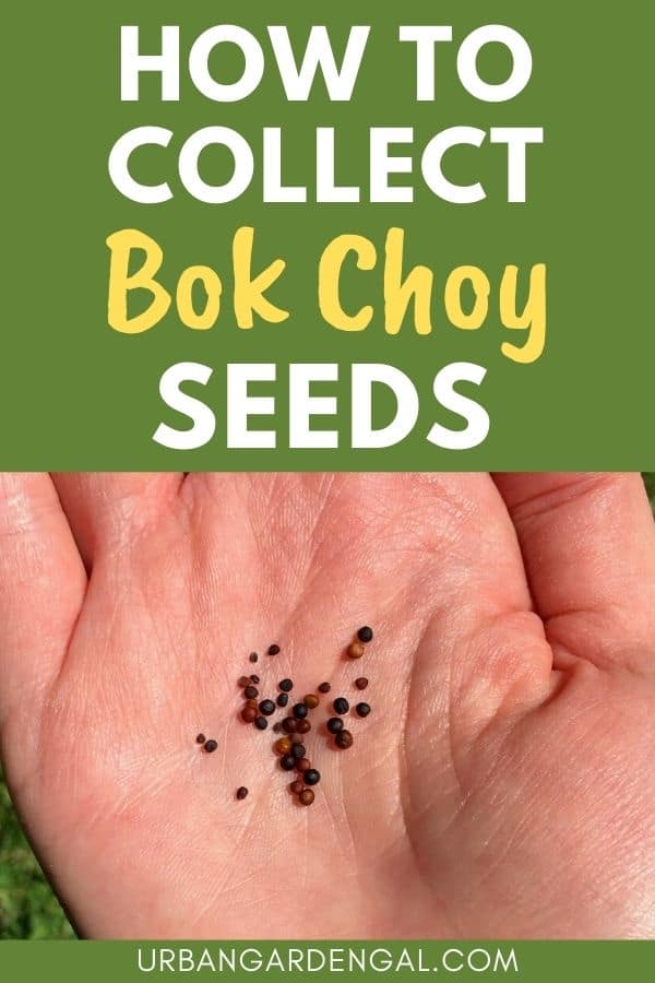 collecting bok choy seeds