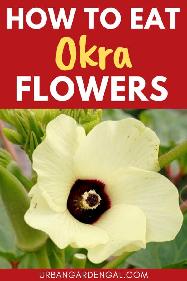 cooking okra flowers