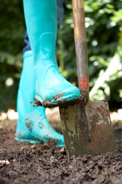 digging muddy garden soil