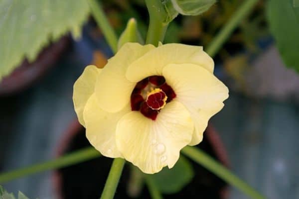 eating okra flowers