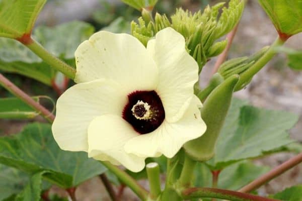 harvesting okra flowers