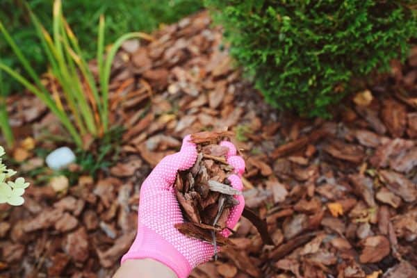 mulching muddy soil