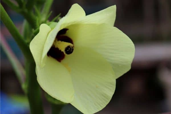 okra flower