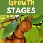 kiwi growing stages