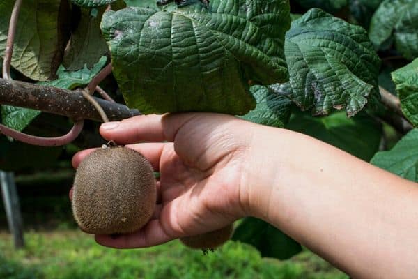 harvesting kiwi fruit