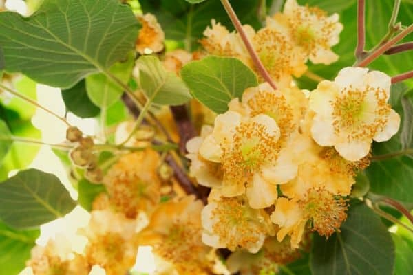 kiwi flowers