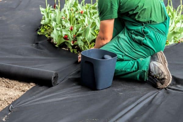 laying weed mat in a garden bed