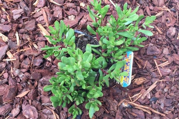 mulch covering weed mat