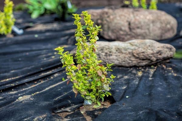 planting in a weed mat