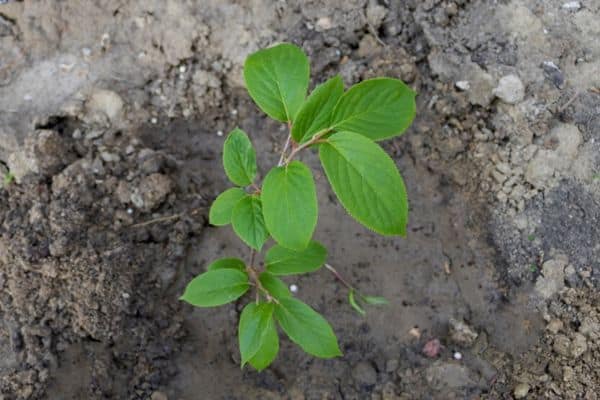 planting kiwi